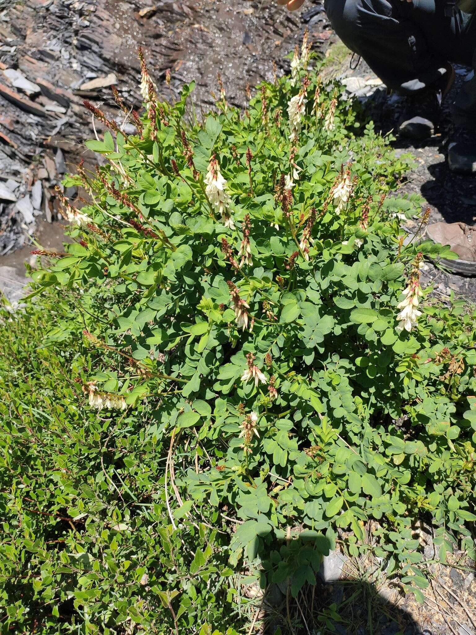 Image of Hedysarum boutignyanum (A. Camus) Alleiz.