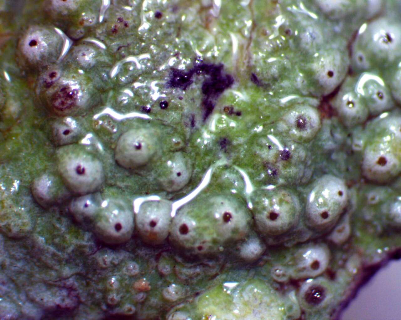 Image of <i>Pertusaria paratuberculifera</i> Dibben