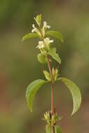 Image of Duosperma crenatum (Lindau) P. G. Meyer