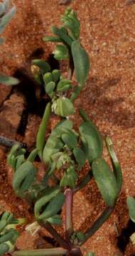 Image of Roepera similis (H. Eichler) Beier & Thulin