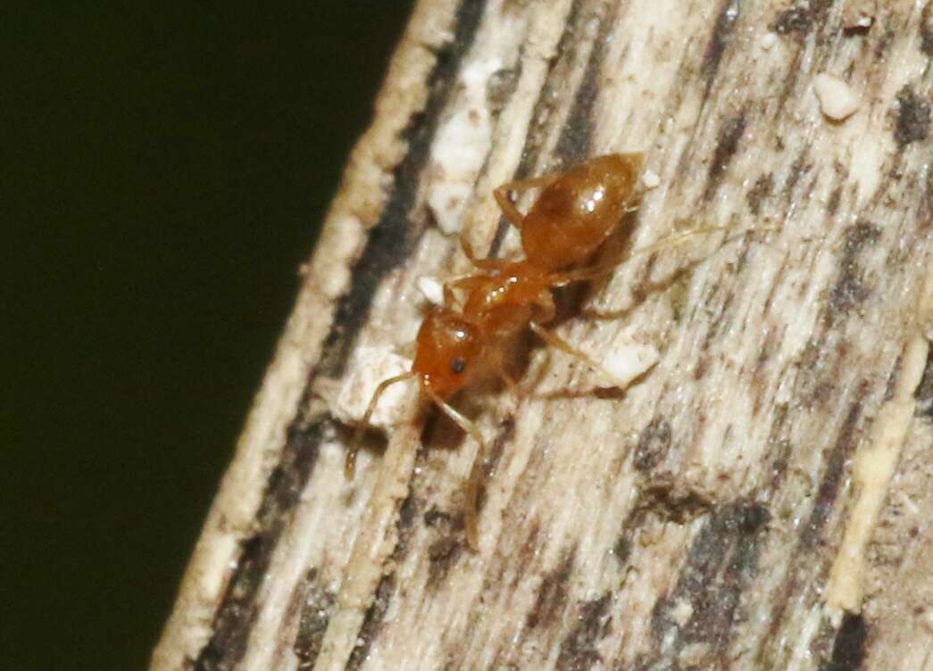 Image of Little yellow ant