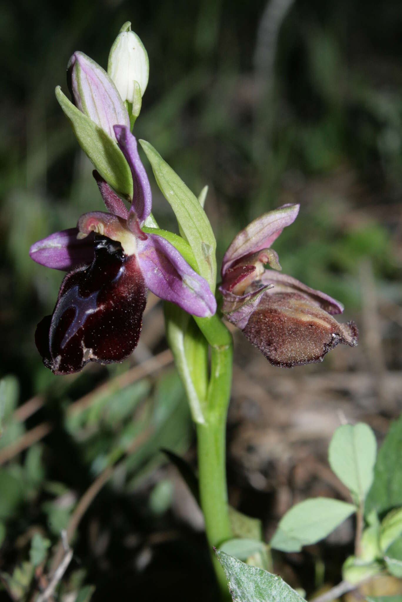 Image of Horseshoe bee-orchid