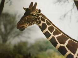 Image of reticulated giraffe