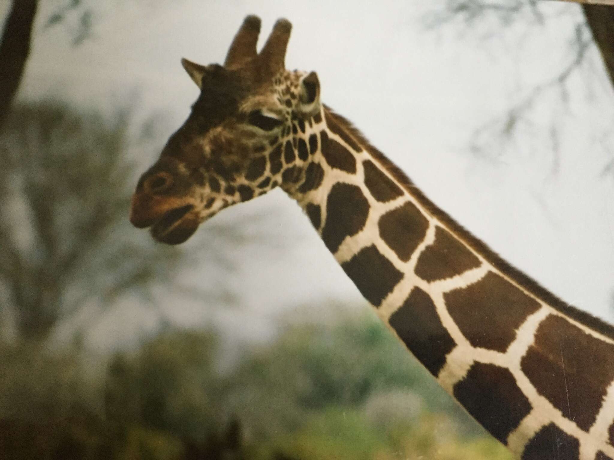 Image of reticulated giraffe