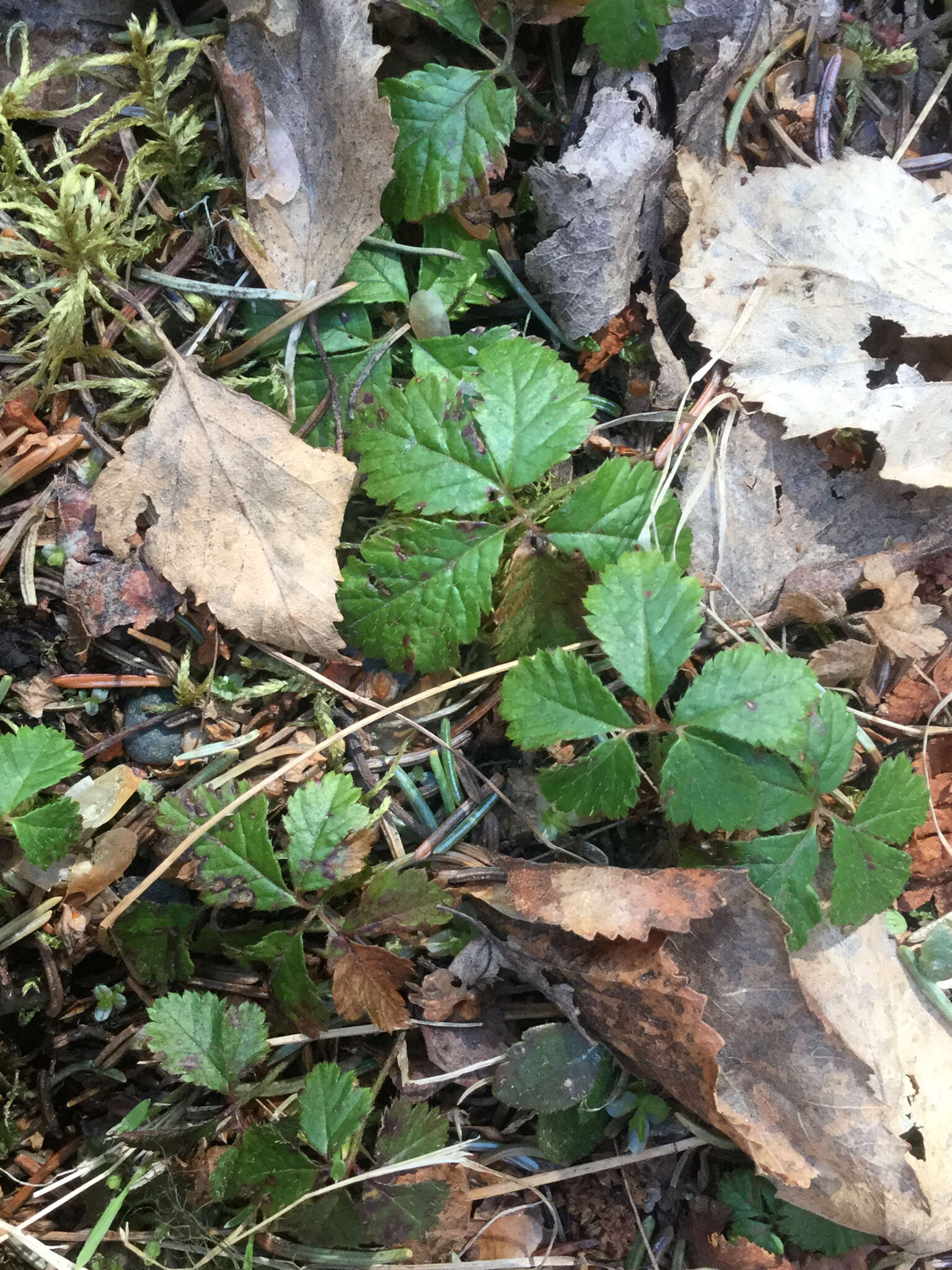 Rubus pedatus Sm. resmi