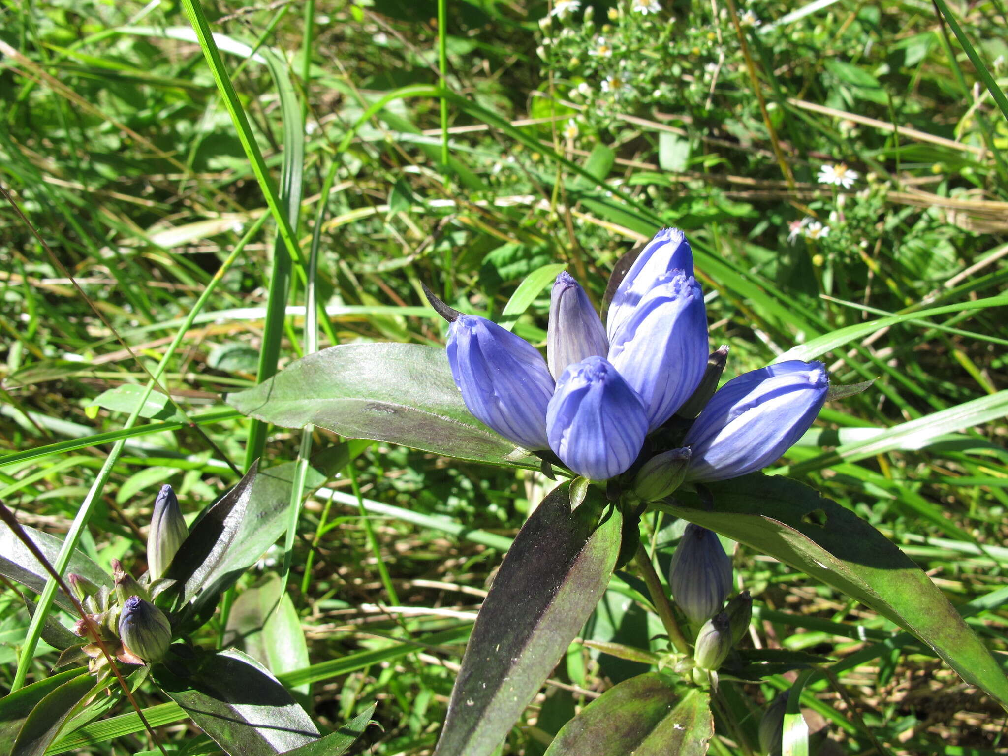 Image of <i>Gentiana <i>andrewsii</i></i> var. andrewsii