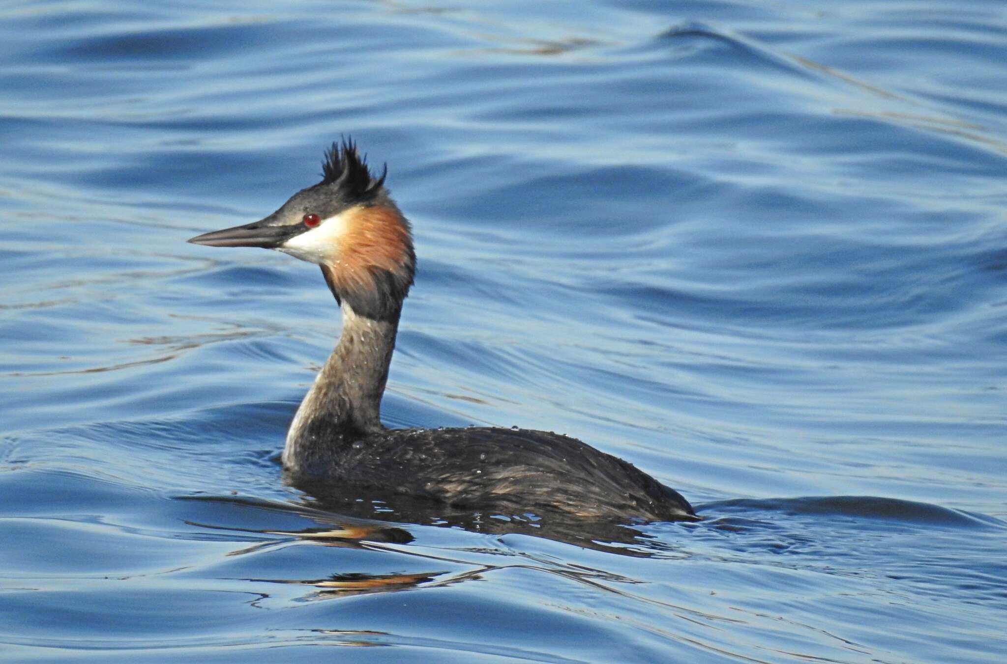 Image of Podiceps cristatus infuscatus Salvadori 1884