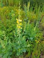 Image of showy crotalaria