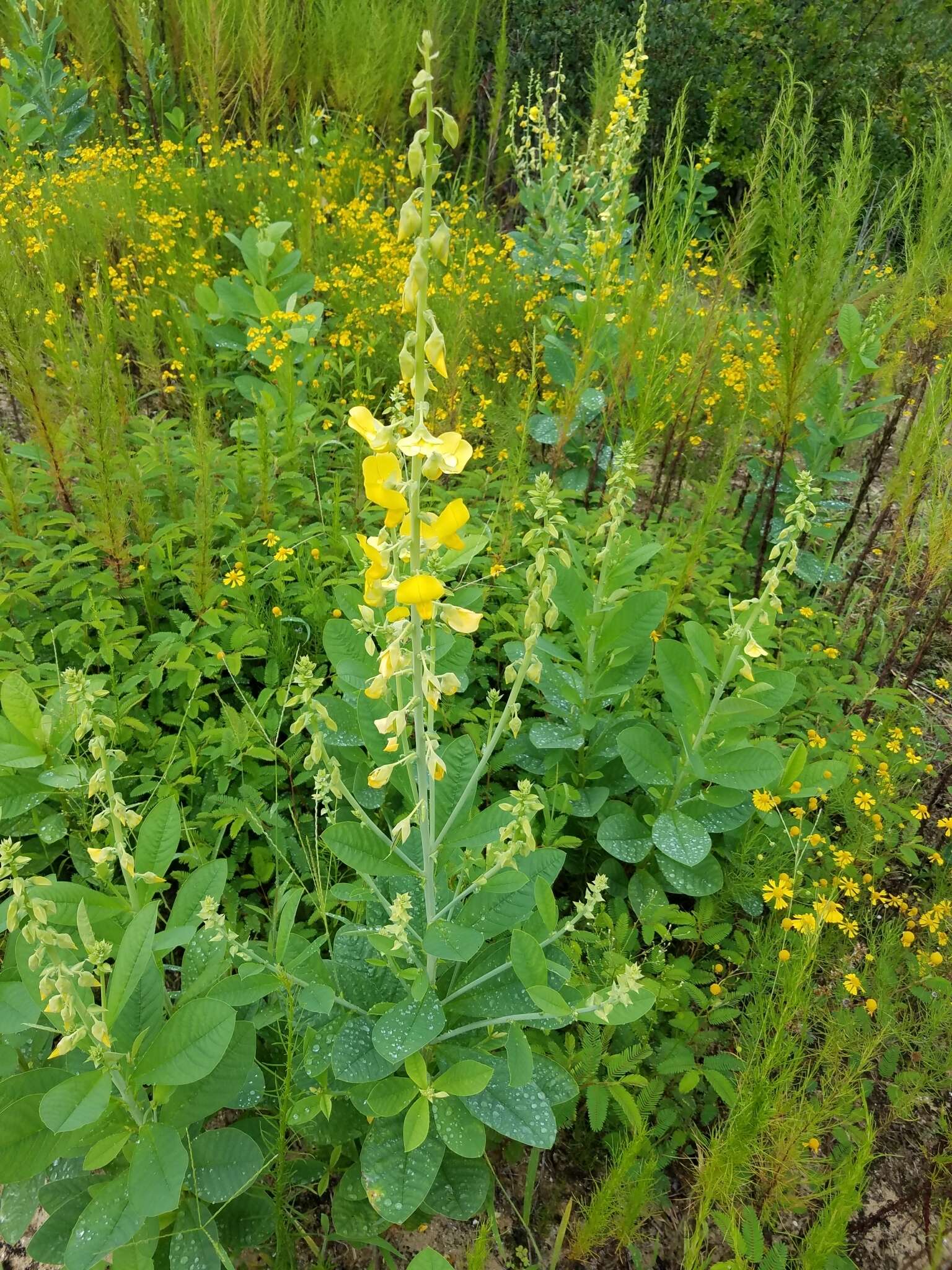 Image of showy crotalaria