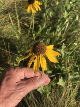 Image of rough coneflower