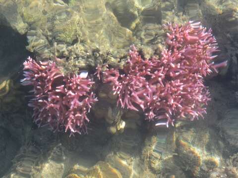 Image of Thin Birdsnest Coral