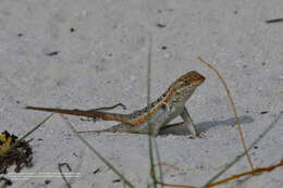 Image of Cozumel Spiny Lizard