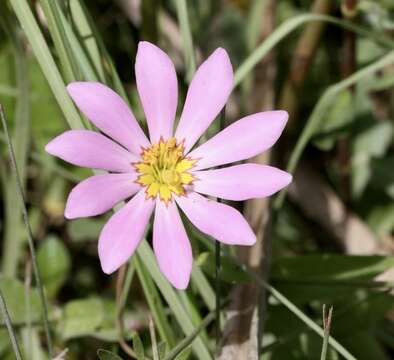 Image of marsh rose gentian