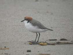 Image of Red-capped Dotterel