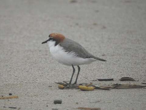 Слика од Charadrius ruficapillus Temminck 1821