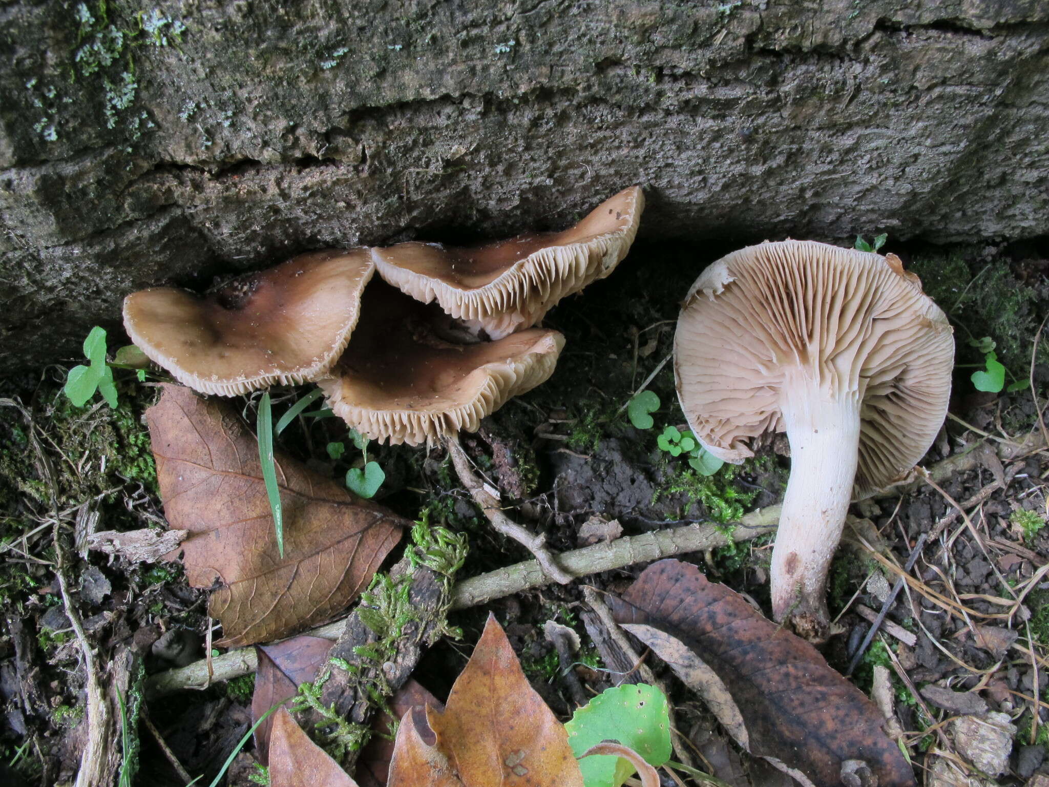 Image of Cyclocybe erebia (Fr.) Vizzini & Matheny 2014