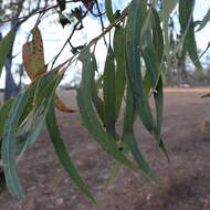 Слика од Eucalyptus megasepala A. R. Bean