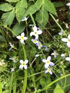 Image of thymeleaf bluet