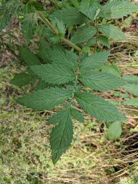 Image of soft agrimony