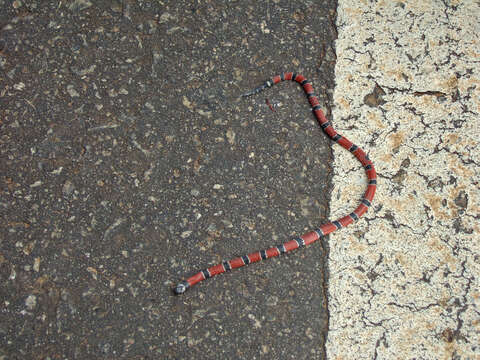 Image of Painted Coral Snake