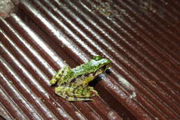 Image of Green Odorous Frog