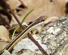 Image of Thamnophis saurita saurita (Linnaeus 1766)