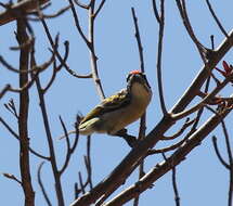 Image of Red-fronted Tinkerbird