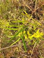 Image of Dioscorea hastifolia Nees