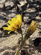 Image of woolly goat chicory