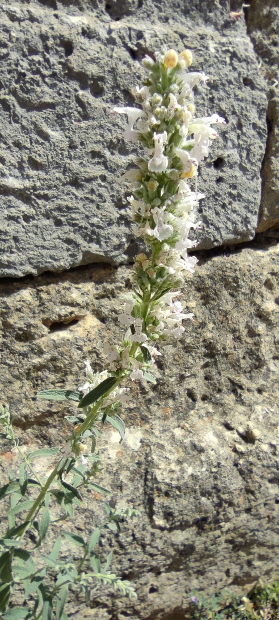 Image de Nepeta nepetella L.