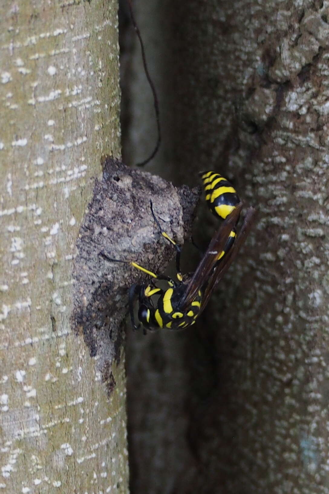 Phimenes flavopictus (Blanchard 1845)的圖片