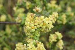 Image of Thymelaea lythroides Barratte & Murb.