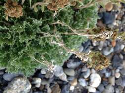 Plancia ëd Artemisia glomerata Ledeb.