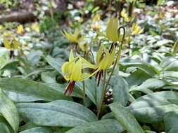 Image of dimpled troutlily