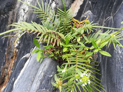 Image of Slender False Buttonweed