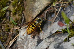 Image of Eastern Yellowjacket