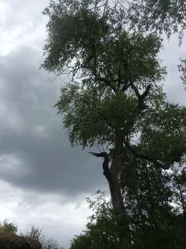 Image of narrowleaf cottonwood