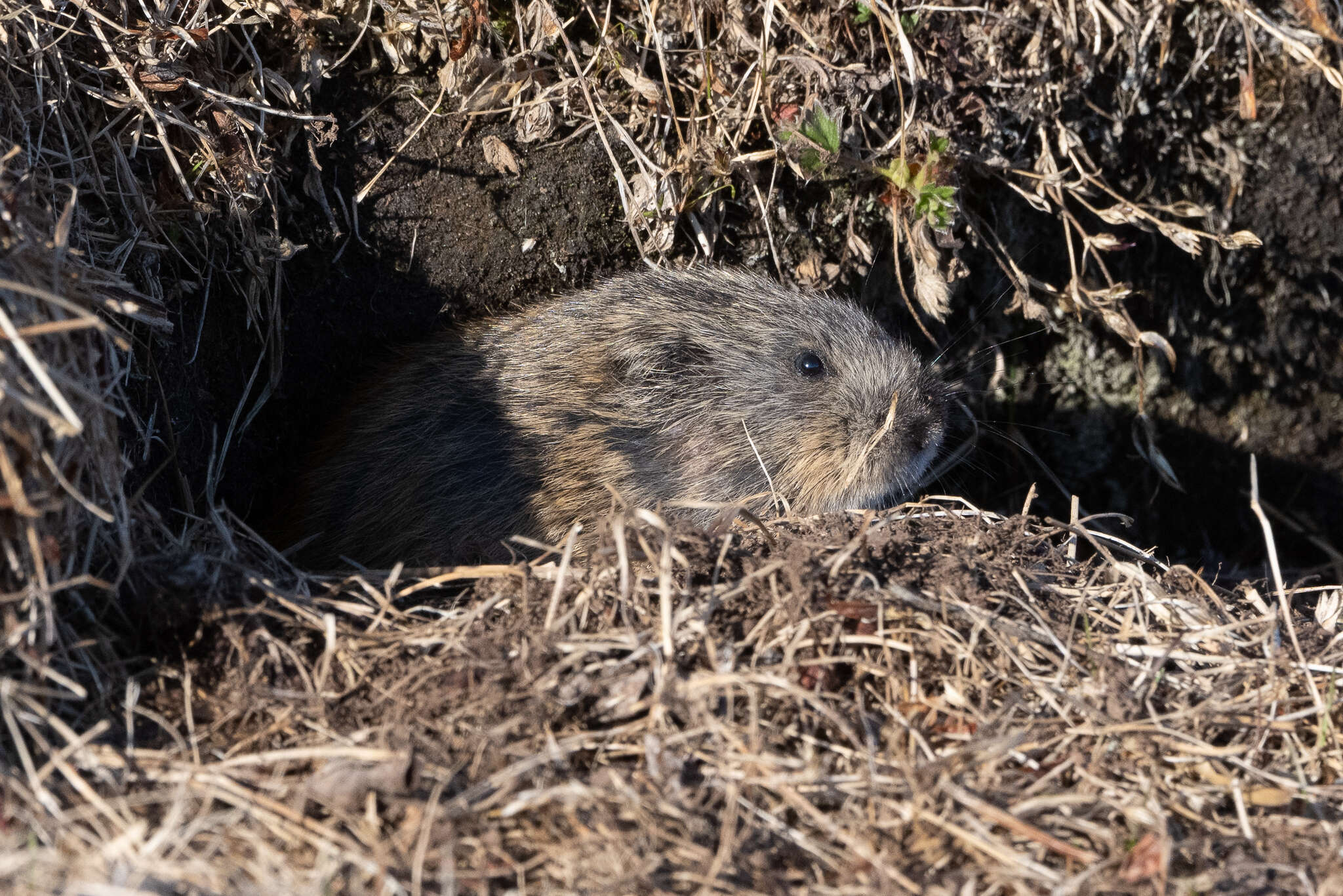 Image of Brown Lemming