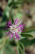 Image de Centaurea pulchella Ledeb.