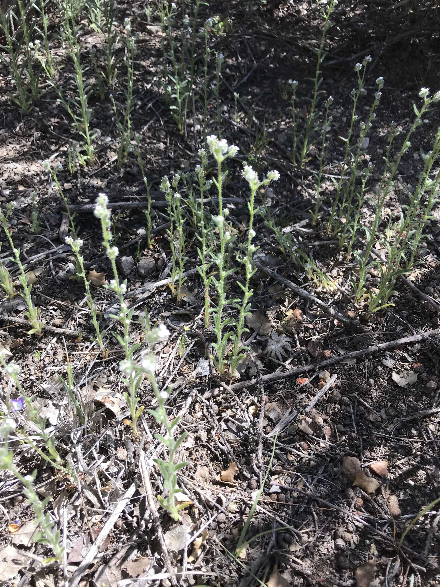 Image of pointed cryptantha