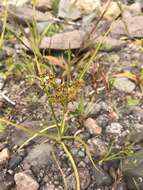 Image of Dentate umbrella sedge