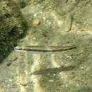 Image of Bridled Darter