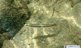 Image of Bridled Darter