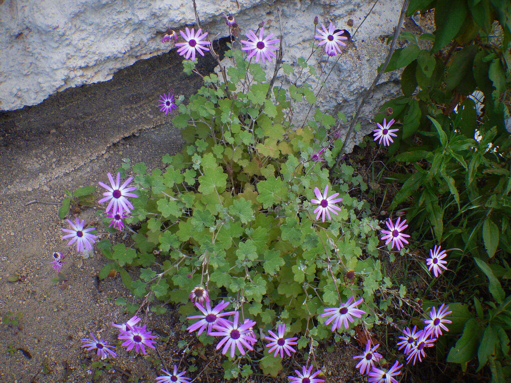 Imagem de Pericallis lanata (L'Hér.) B. Nord.