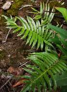 Image of Lomariocycas magellanica (Desv.) Gasper & A. R. Sm.