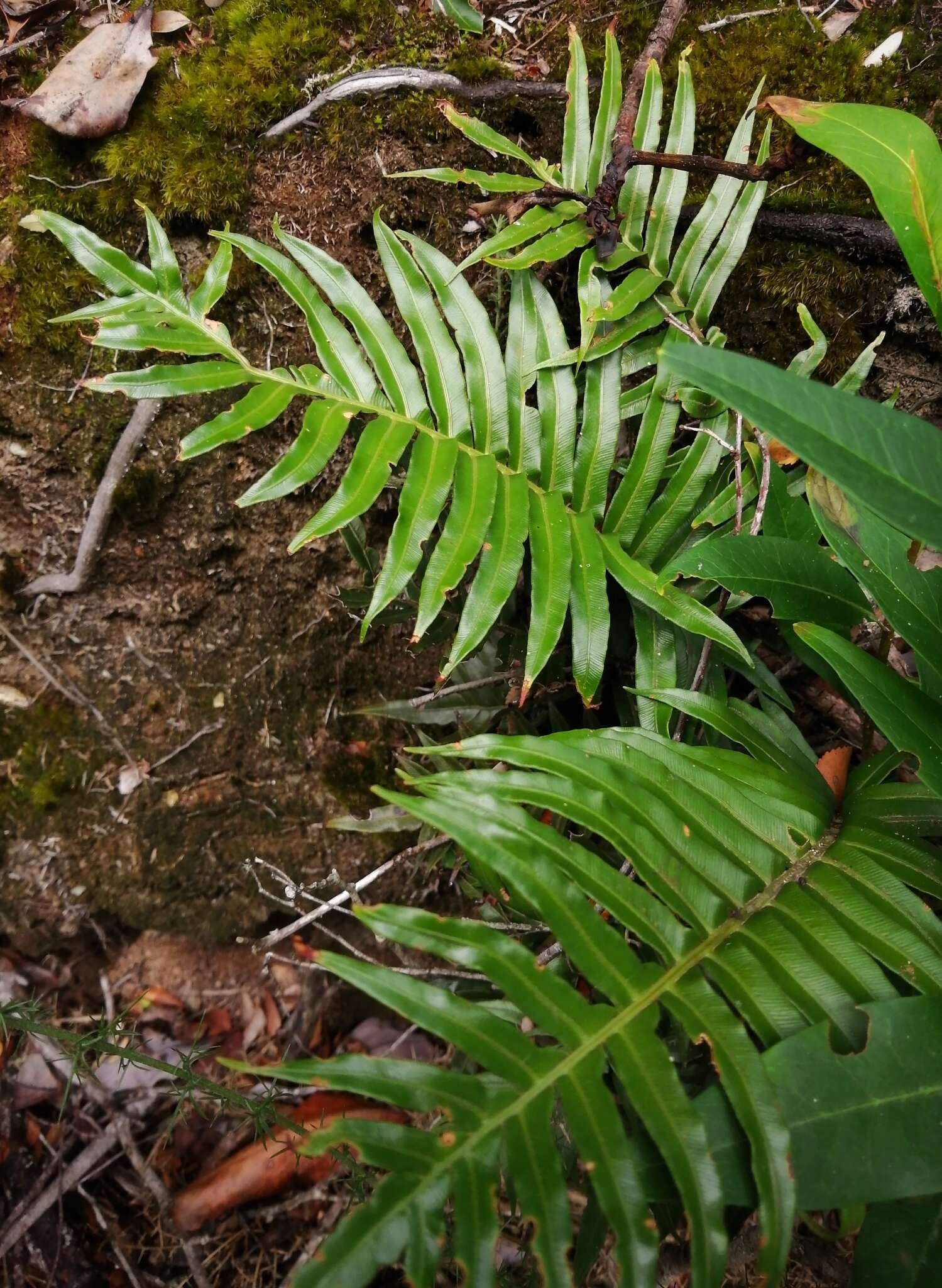 Imagem de Lomariocycas magellanica (Desv.) Gasper & A. R. Sm.