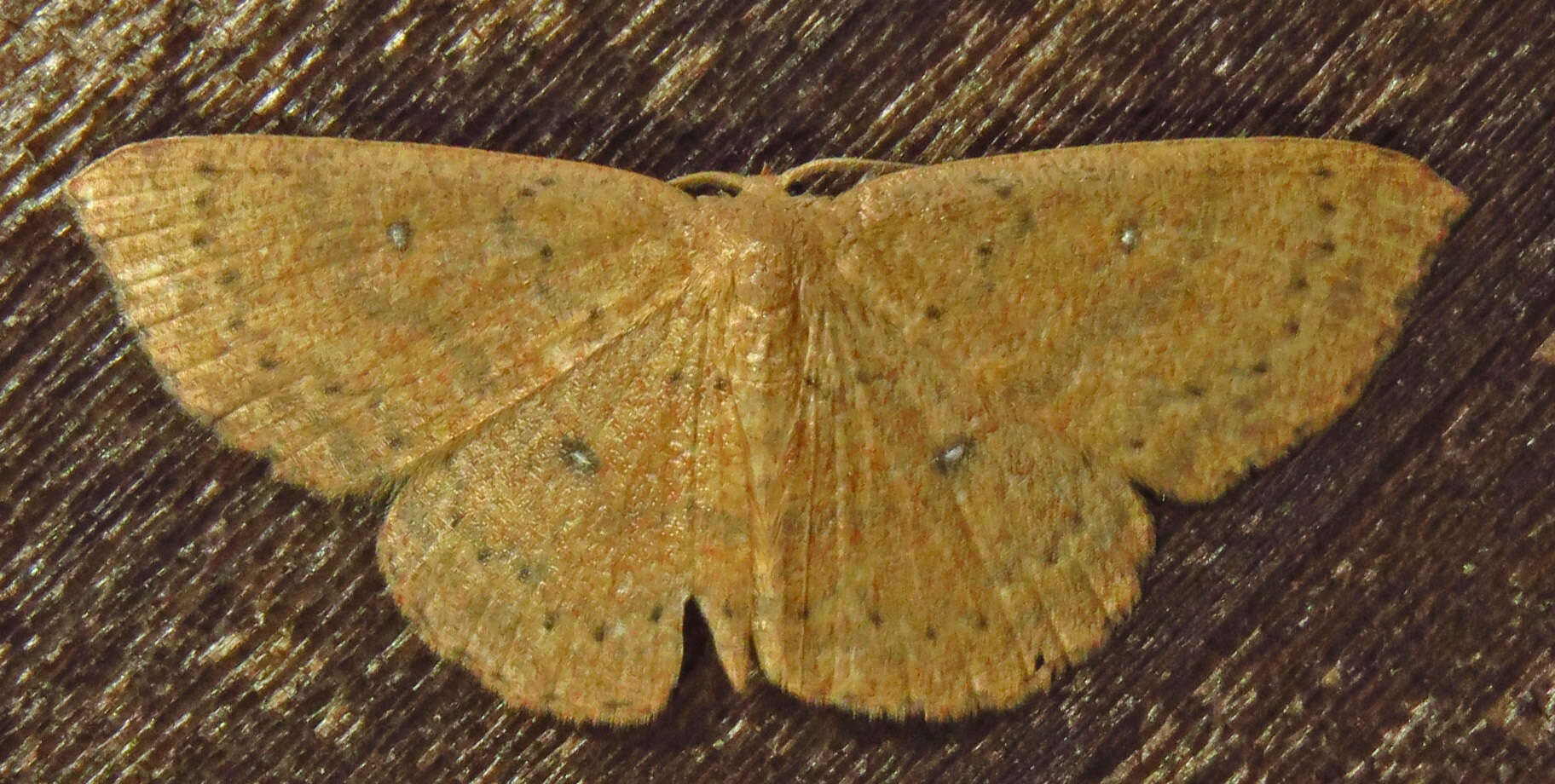 Cyclophora packardi Prout 1936 resmi