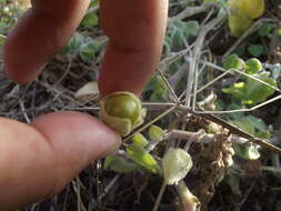 Physalis vestita Waterf. resmi