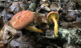 Imagem de Phylloporus rhodoxanthus (Schwein.) Bres. 1900