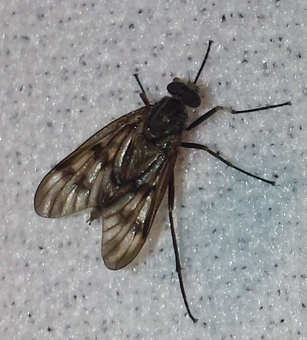 Image of Common Snipe Fly